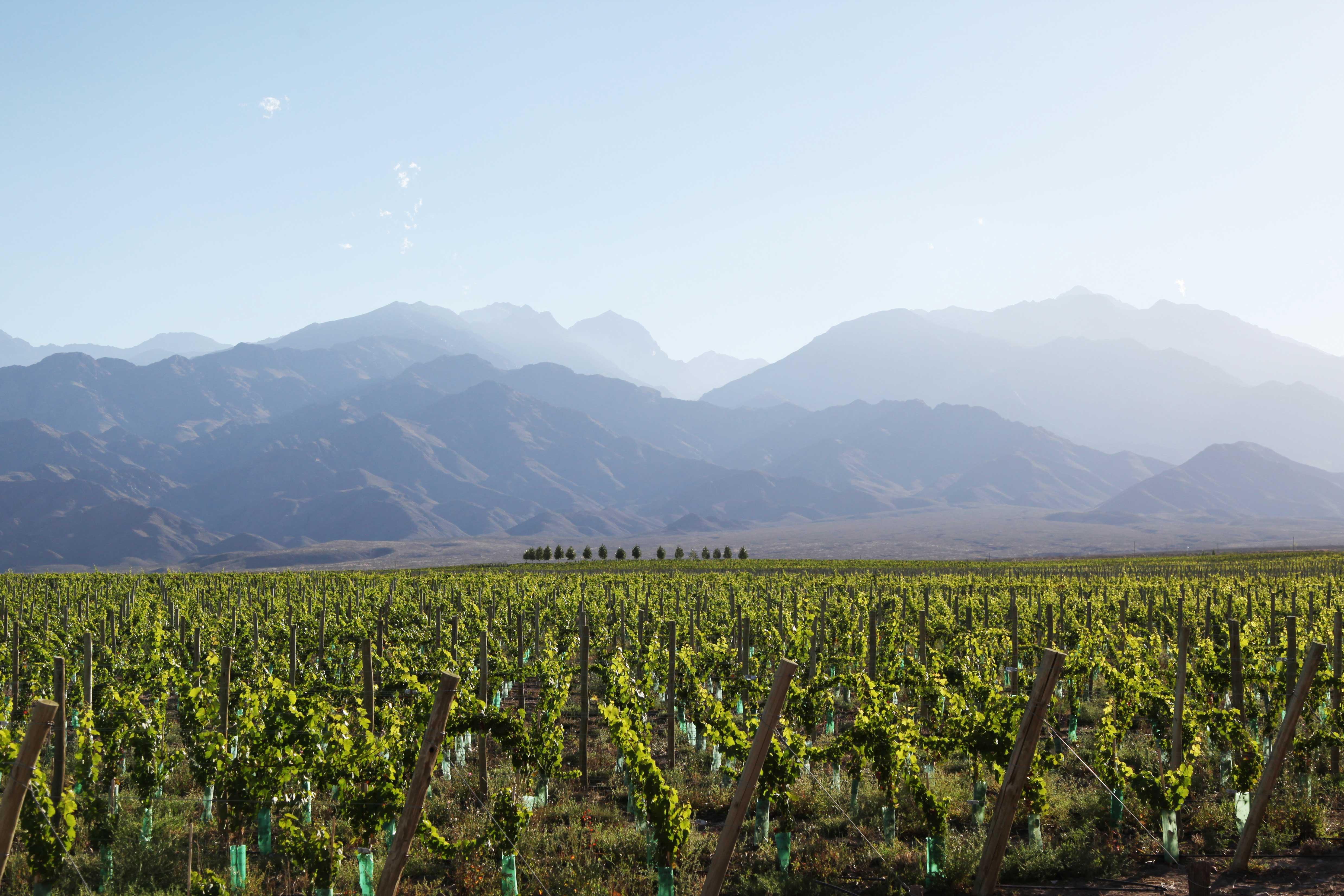 Casa De Uco Vineyards And Wine Resort Los Arboles Exterior photo